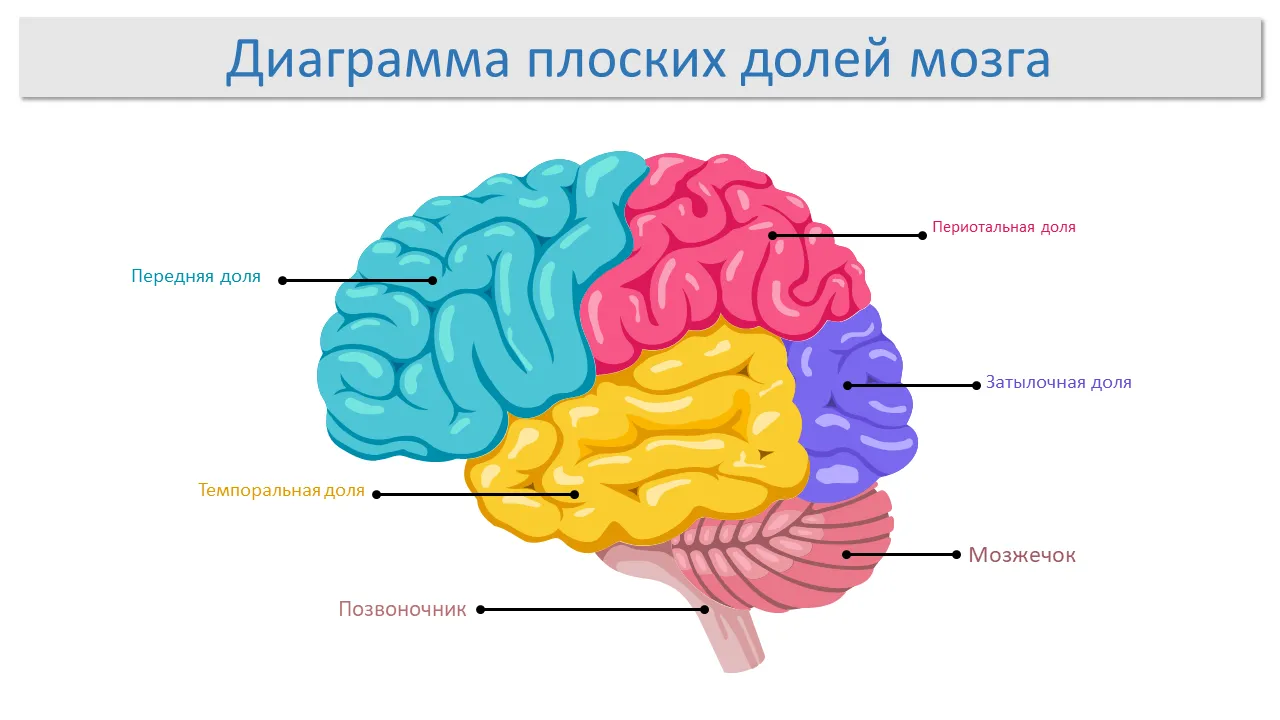 Схема поперечного сечения ствола мозга